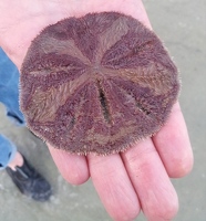 Sand dollar belly