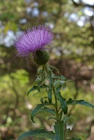 Thistle flower