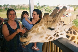 Feeding a giraffe