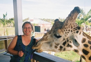 Giraffes have really big heads