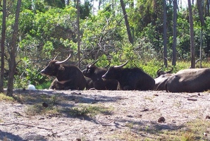 Water buffalo