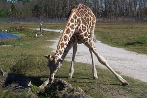 Giraffe