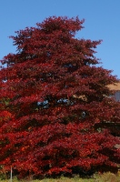 Dark red tree at arboretum