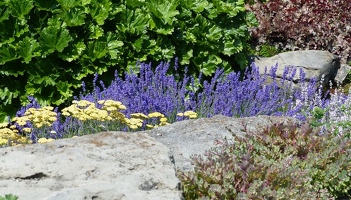 Alpine garden