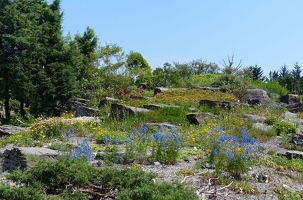 Alpine garden