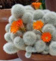 Cactus flower