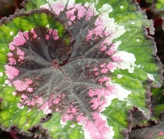 Begonia spiral leaf