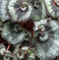 Begonia spiral leaves