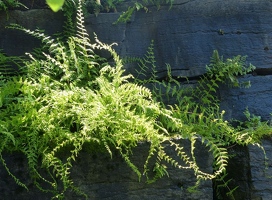 Sunlit fern