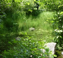 Wetland area