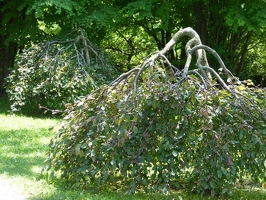 Trees in Japanese garden