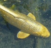 Goldie Koi