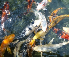 Koi in Japanese garden