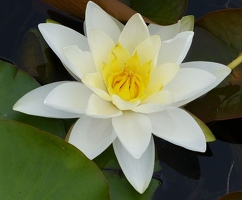 Water lily