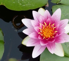 Water lily