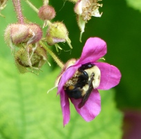 Busy bumblebee