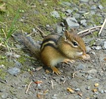 Cute chipmunk