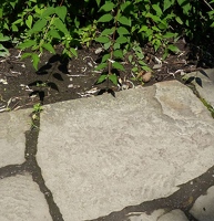 Stone path in Chinese garden. See the tiny dot in the lower right?