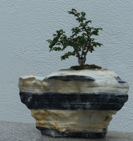 Bonsai tree