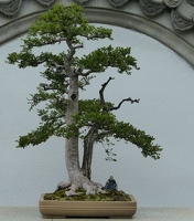 Bonsai tree