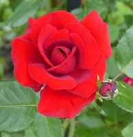 Red red rose