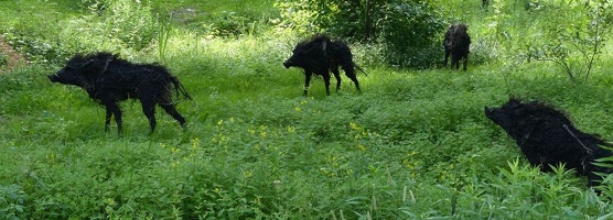 The Boars of Sally Island