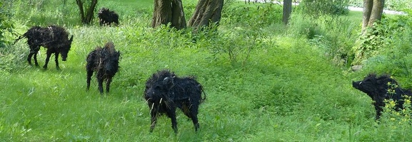 The Boars of Sally Island