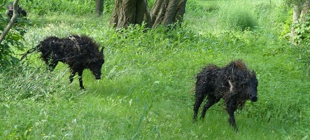 The Boars of Sally Island