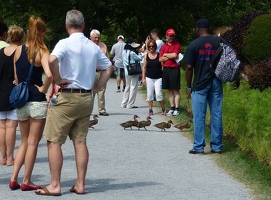 Duck parade