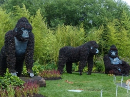 Gorillas at Risk