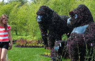 Gorillas at Risk