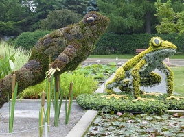 Fragile Frogs