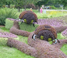 The Insects' Garden