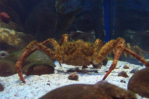 Crab
