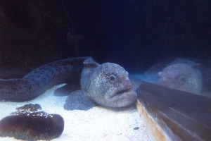 Strange eel
