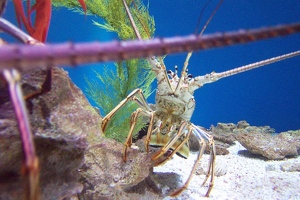 Crustacean