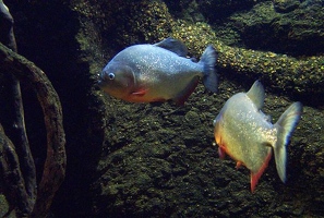 Fish