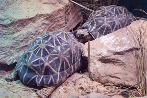 Turtles