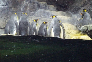 Penguins