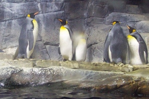 Penguins