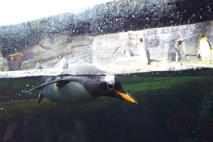Penguin