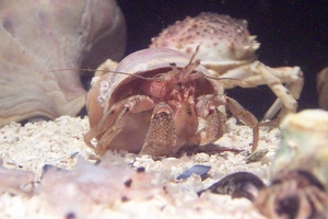 Crab