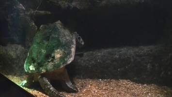 Video: Big turtle