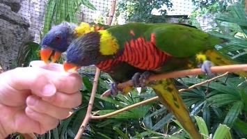 Video: Birds