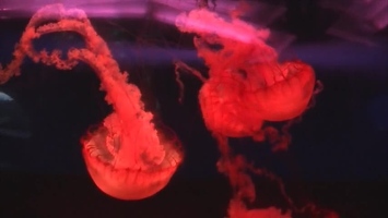 Video: Jelllyfish