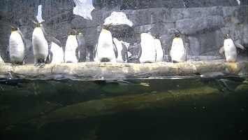 Video: Penguins