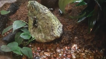 Video: Tree frogs