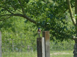 A little eastern bluebird