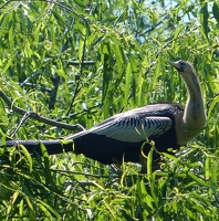 Female anhinga