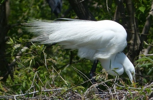 Great egret